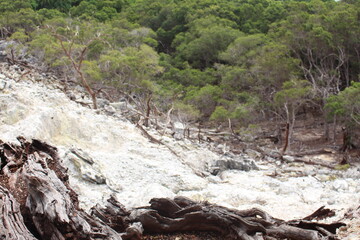 Barren Slope Reclaims to Green
