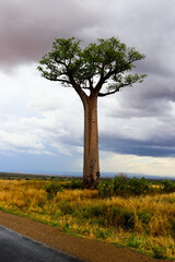 Fototapeta premium Baobab solitaire sous un ciel orageux à Madagascar