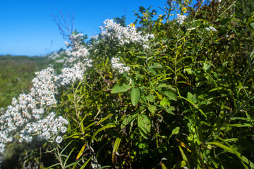 pearly everlasting (Anaphalis margaritacea) thickets of flowering plants in the seaside meadows of...