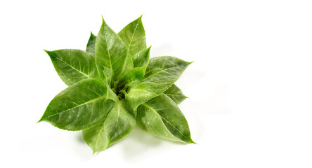 fresh mint leaves star shape