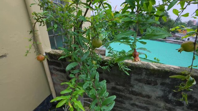 Pomegranate Tree with Developing Fruit on a Rooftop Garden in Bangladesh
