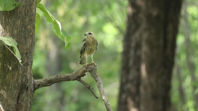 Beautiful Video of White-eyed buzzard sitting on the trunk of the tree with beautiful bookeh background at Tadoba National Park, Maharashtra India. 
