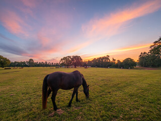 Sunset Over The Field with Horse Grazing
