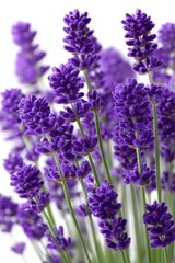 Close Up Purple Lavender Bouquet On White Background