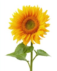 Fototapeta premium Bright Yellow Sunflower Isolated On White