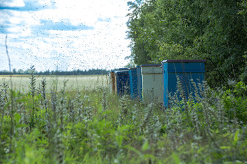A low angle shot showing a row of colorful bee hives along the edge of a field covered with greenery and grass. There are many bees flying above the hives. The sky is partly cloudy.