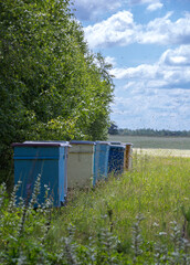 A low angle shot showing a row of colorful bee hives along the edge of a field covered with...
