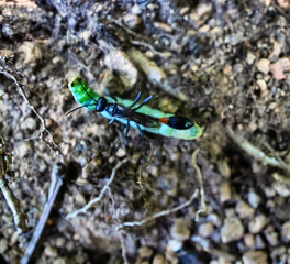This digger wasp like Ammophila sabulosa drags the paralyzed butterfly larva into a burrow, where...