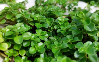 Lush Green Creeping Jenny Groundcover