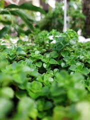 Close-Up of Green Creeping Jenny Plant, Garden Texture