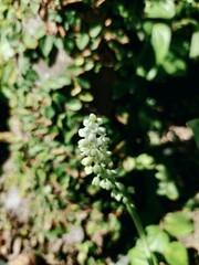 White Muscari Flower Sprout Against Green Foliage