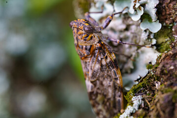 木にのぼり雌を求めて鳴くオスのニイニイゼミ