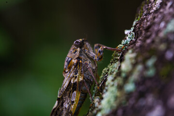 木にのぼり雌を求めて鳴くオスのニイニイゼミ