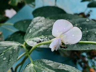 Dew-Kissed Bean Blossom: A Fresh Start