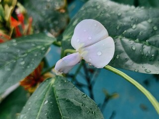 Bean Flower Dewdrops: A Fresh Garden Bloom