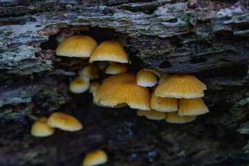 倒木の縁に生える小さな赤いキノコ