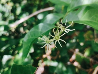 Delicate Star Flowers and Green Foliage