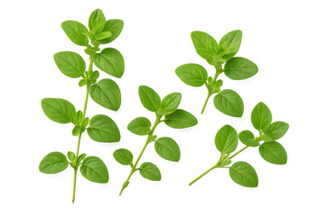 Fototapeta premium Five sprigs of fresh oregano, isolated on a transparent background, ready to add flavor to any culinary creation