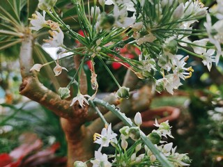 Garlic Chives Blossom: Delicate White Flowers in Bloom