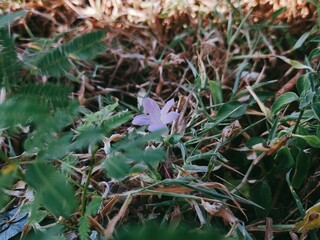 Delicate Purple Flower in Natural Meadow Setting