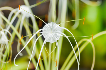 Beach Spider Lily, Giant lily or Hymenocallis littoralis or Hymenocallis littoralis Salisb or...