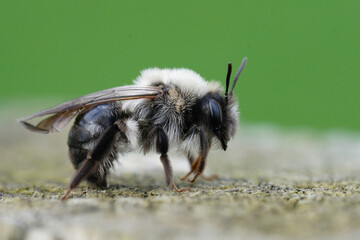 Closeup on a female grey-backed mining bee, Andrena vaga. A solitary bee specializing in Willow and...