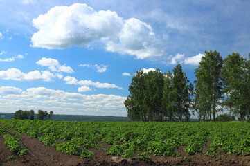 Obraz premium Sunny summer day in a potato field