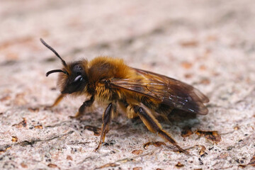 Closeup on a female of the rare Large Sallow mining bee, Andrena apicata sitting on a tree-trunk in the springtime