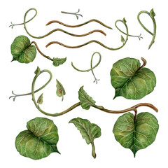 Realistic curved plant branches with green leaves. Watercolor hand drawn botanical clipart of tropical kiwi branches for natural design jams, preserves, drinks, healthy food, textile, wrapping paper.