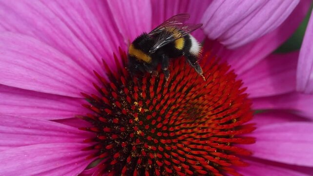 short clip of a white-tailed bumblebee bombus magnus on a echinacea purpurea pink cornflower blossom