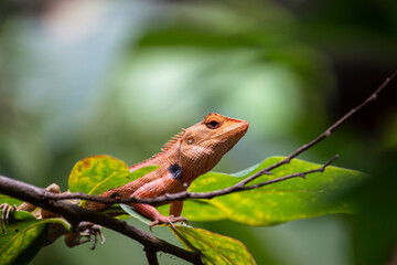 A chameleon opens its eyes and sits on a branch with green leaves against a blurred background.