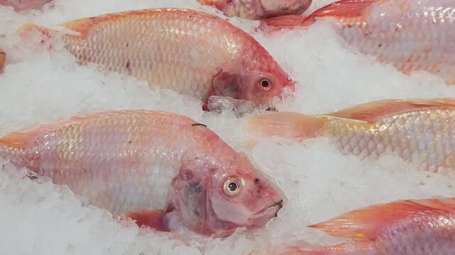 ruby fish, tilapia in ice tray at supermarket