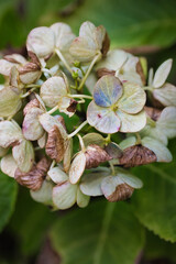 季節の終わった紫陽花の花