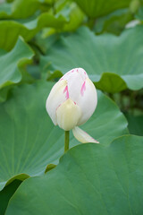 大きな白い蓮の蕾と葉