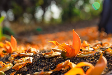 Beautiful yellow-orange flowers of Butea monosperma fall all over the ground in the morning. It is...