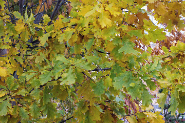 Colorful oak leaves changing in autumn in a serene landscape