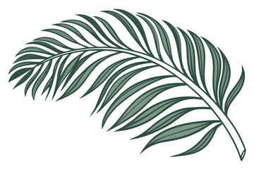 Obraz premium natural-palm-tree-leaf-isolated-on-white-backgroun