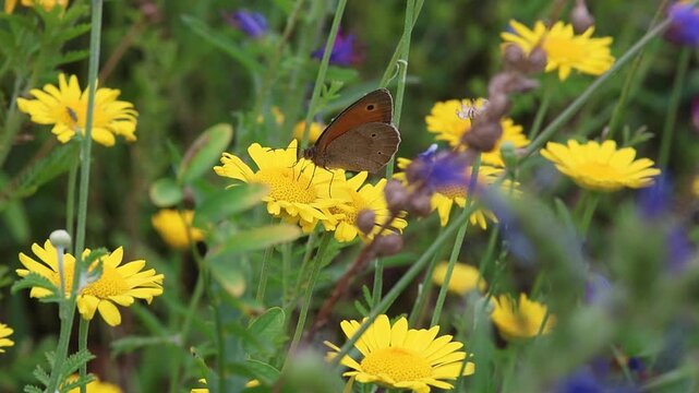 maniola jurtina gatekeeper or meadow brown butterfly on dyers chamomile anthemis tinctoria blossom