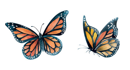 Monarch butterfly bright hand drawn watercolor illustration isolated on white. Colorful black and orange insect clipart for animalistic design, interior, greeting cards, invitations