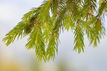 fir buds close up blurred background, green and raw conifer needles
