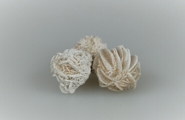 Rosa del desierto en fondo blanco recurso gráfico en presentaciones