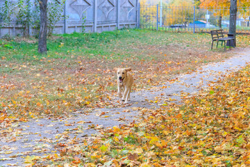 Young labrador retriever dog running in autumn park