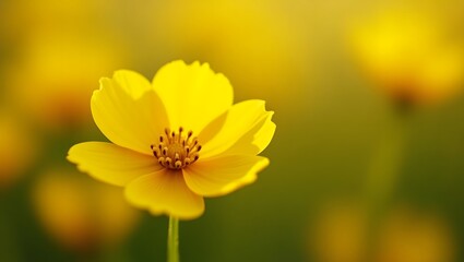 Obraz premium A lone yellow flower rises above a field filled with numerous yellow blossoms
