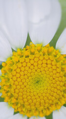 Microphotography of a Chamomile Flower.