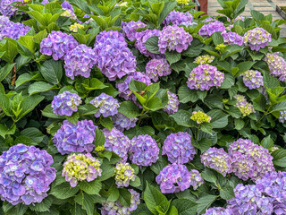 Stunning bigleaf Hydrangea or hydrangea macrophylla plant with purple blossom in Sikkim