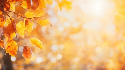 Golden Sunlight Shining Through Autumn Maple Leaves with Warm Bokeh Background perfect for seasonal greeting cards, fall promotions, nature blog headers, wellness campaigns and inspirational posters