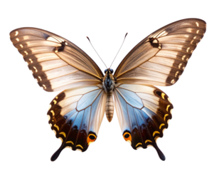Butterfly in Mid-Flight with Motion Blur and Transparent Wings, Dynamic Angled View, Transparent PNG
