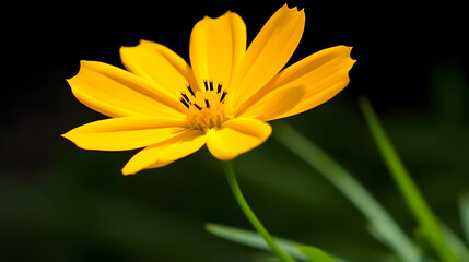 Beautiful Golden Yellow Cosmos