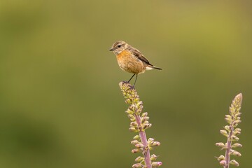 Obraz premium Bird perched on flowering plant with green backdrop.
