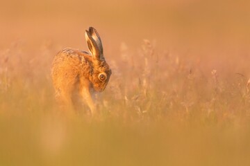 Naklejka premium Brown Hare in Golden Hour Field